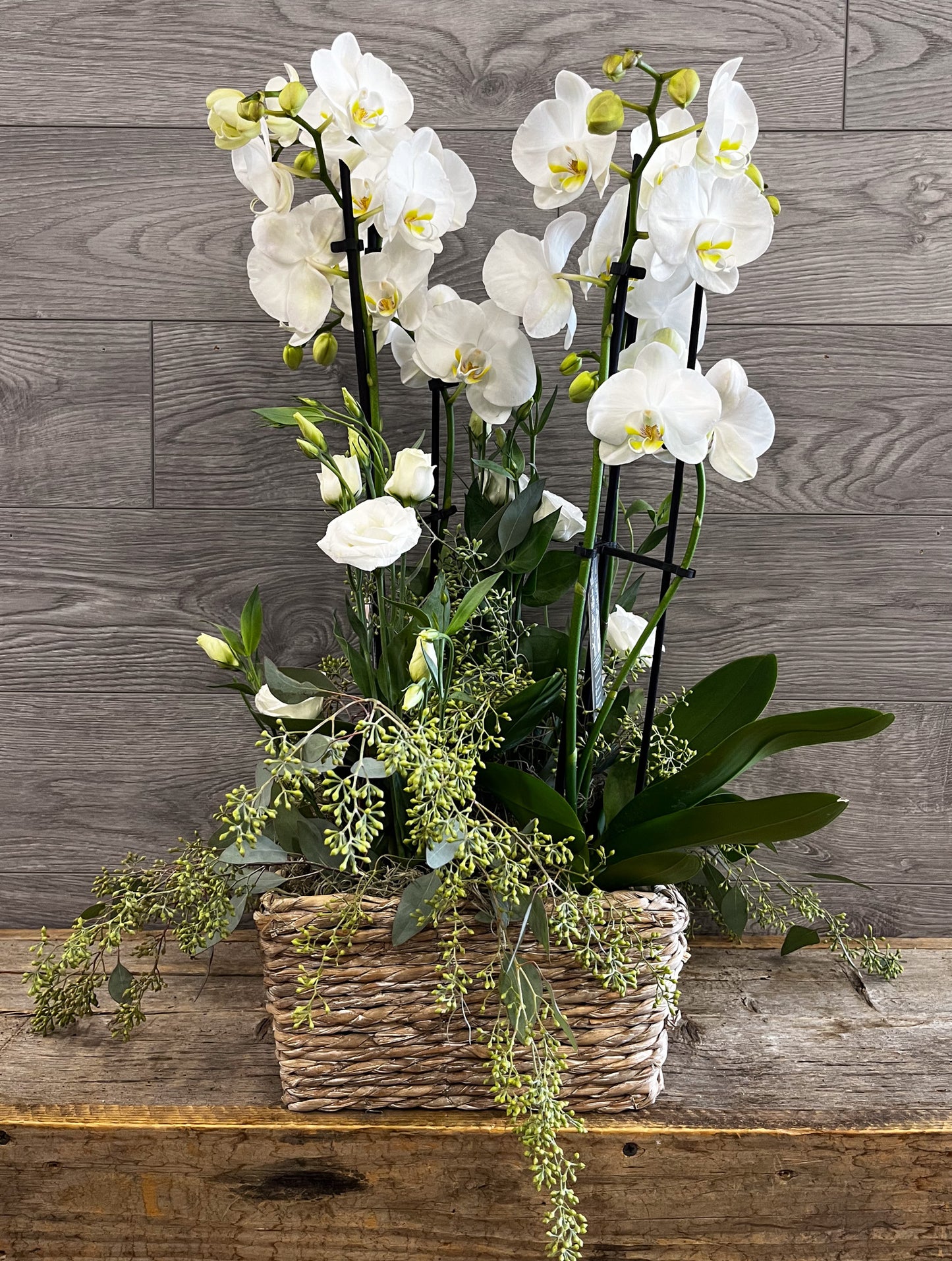 Jardin de Phalaenopsis