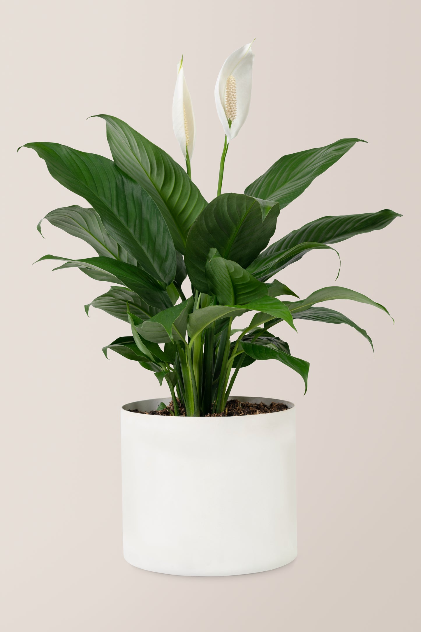 Spathiphyllum - Lys de Paix - 10po