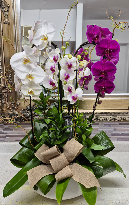 L'élégant Phalaenopsis