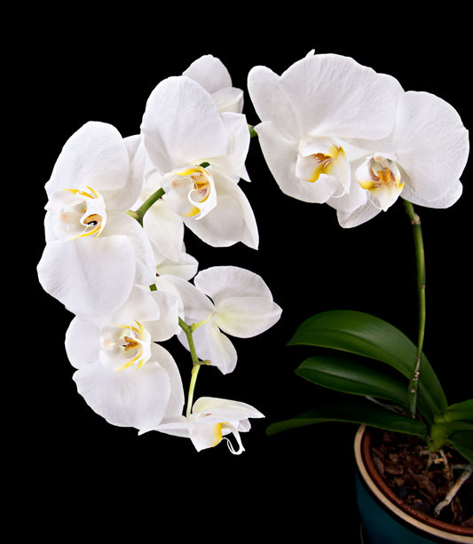 Phalaenopsis